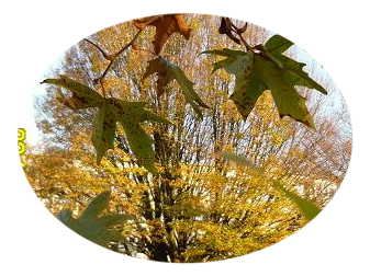 Bomen inde herfst met een bijna zelfmoordpoging in het jaar 2011